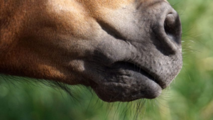 Nose and mouth of a horse