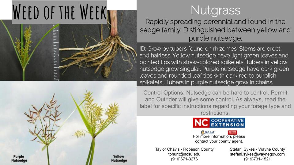 Weed Of The Week Nutgrass N C Cooperative Extension