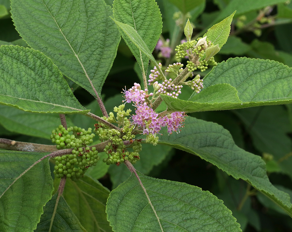 Summer 2019 Snapshots From Extension’s Pollinator Paradise Garden | NC ...