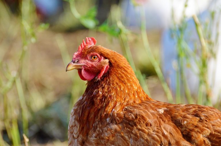 Light Management for Home Laying Flocks | N.C. Cooperative Extension