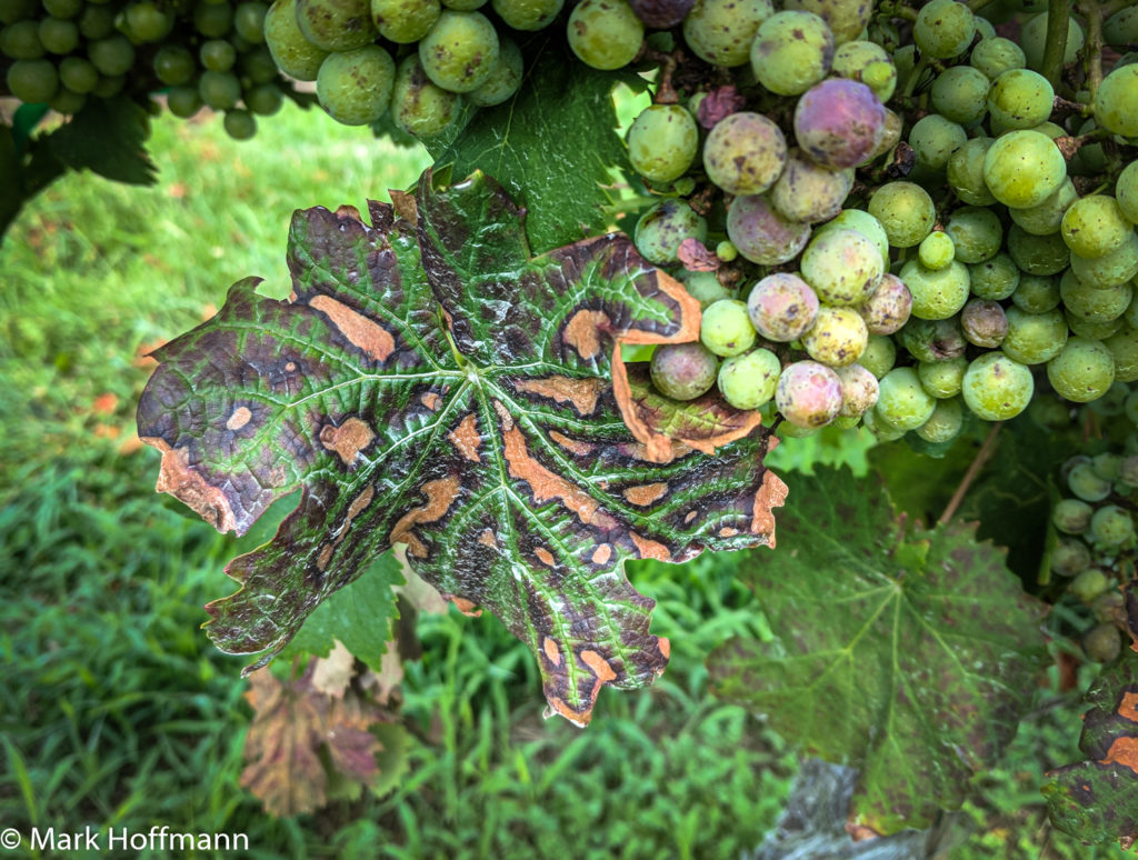 Bunch Grapes Resources | NC State Extension