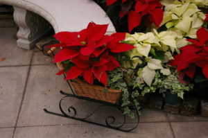 Poinsettias can be incorporated with other plants in a planter to give a festive holiday look. (Credit NC State University)