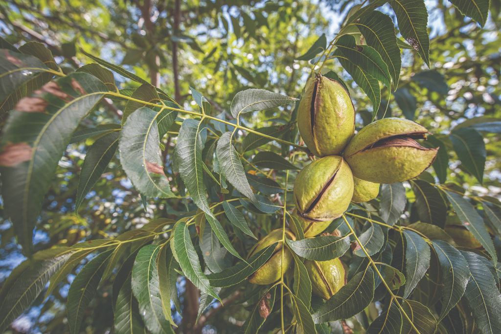 Pecan Tree Selection Nc State Extension