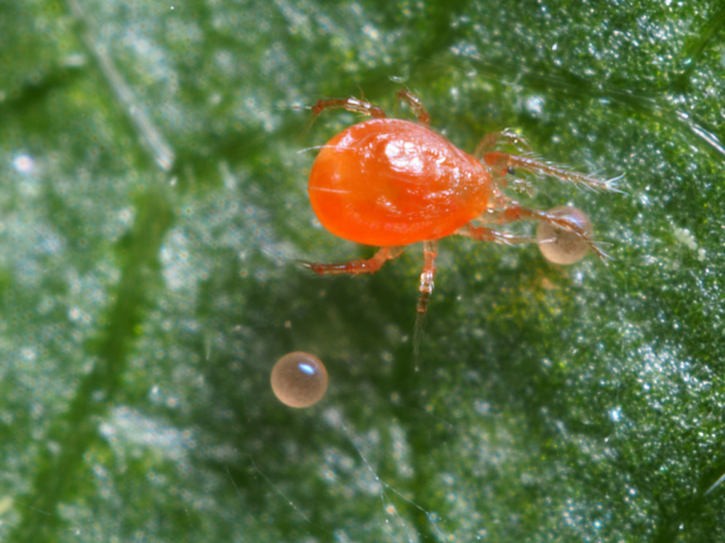 Biological Control Of Spider Mites In Tomatoes Nc State Extension