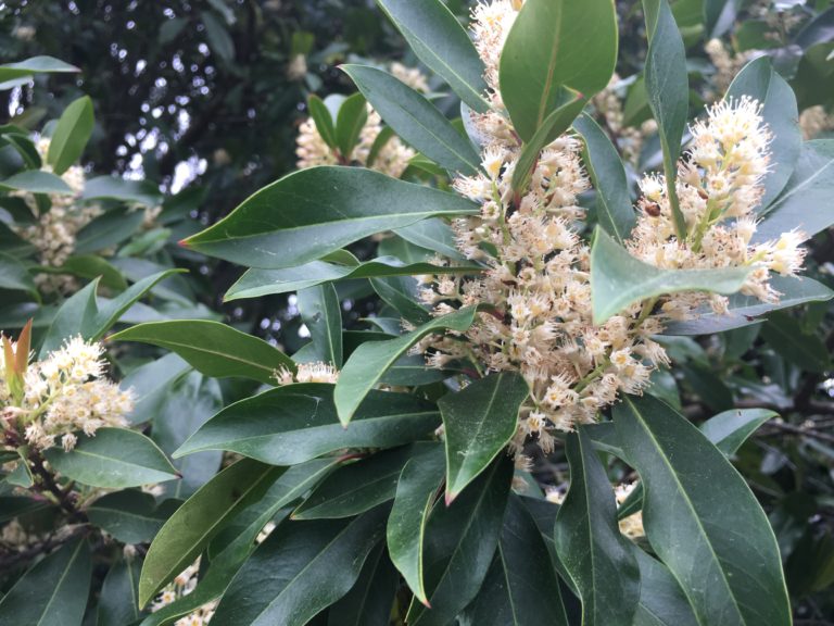 Carolina Cherry Laurel  North Carolina Cooperative Extension