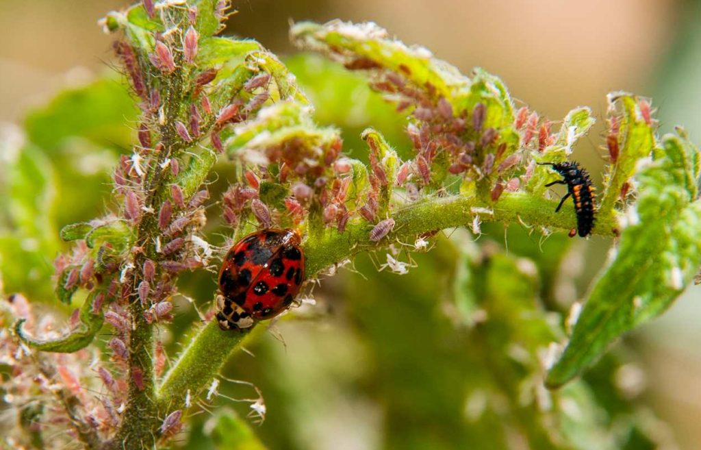 Biological Control With Predators and Parasitoids | NC State Extension