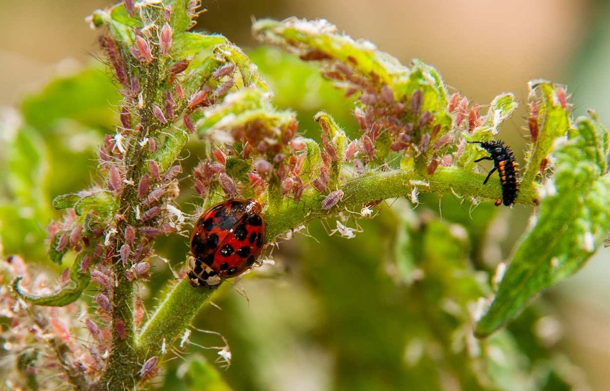 Biological Control With Predators And Parasitoids NC State Extension