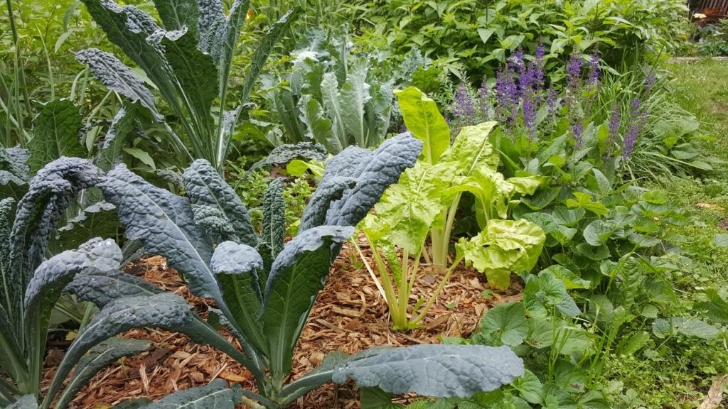 Vegetable Gardening 101 | NC State Extension