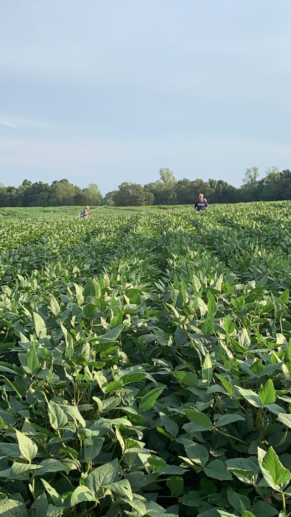 Foliar Feeding Soybeans at Beginning Pod: 2019 Research Update | NC ...