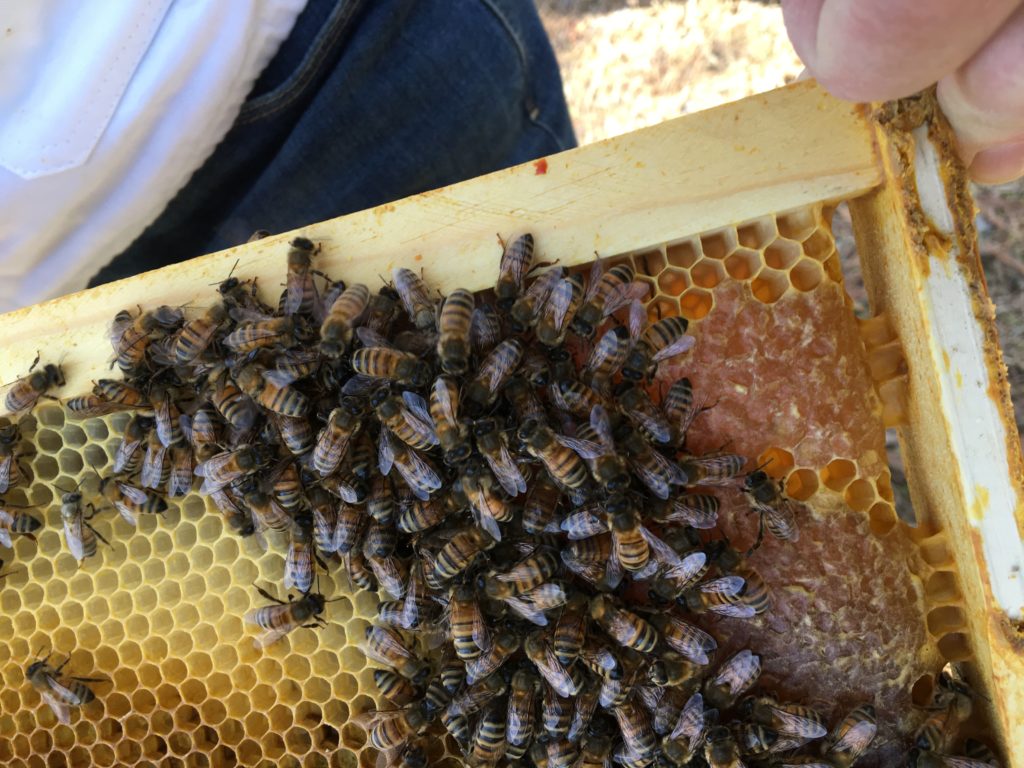 Virtual Beekeeper Meetings With Dr. David Tarpy | N.C. Cooperative ...