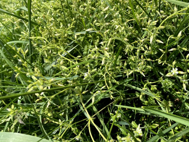 Chickweed Weed Id Wednesday N C Cooperative Extension