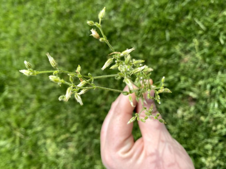 Chickweed Weed Id Wednesday Nc Cooperative Extension