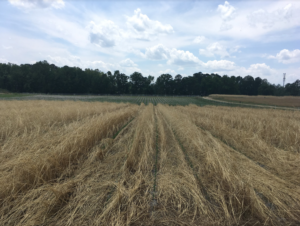 Cover photo for Managing Cereal Rye for Benefits in Cotton and Soybeans