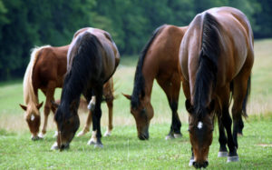 Cover photo for Horse Grazing and Pasture Management Zoom Program