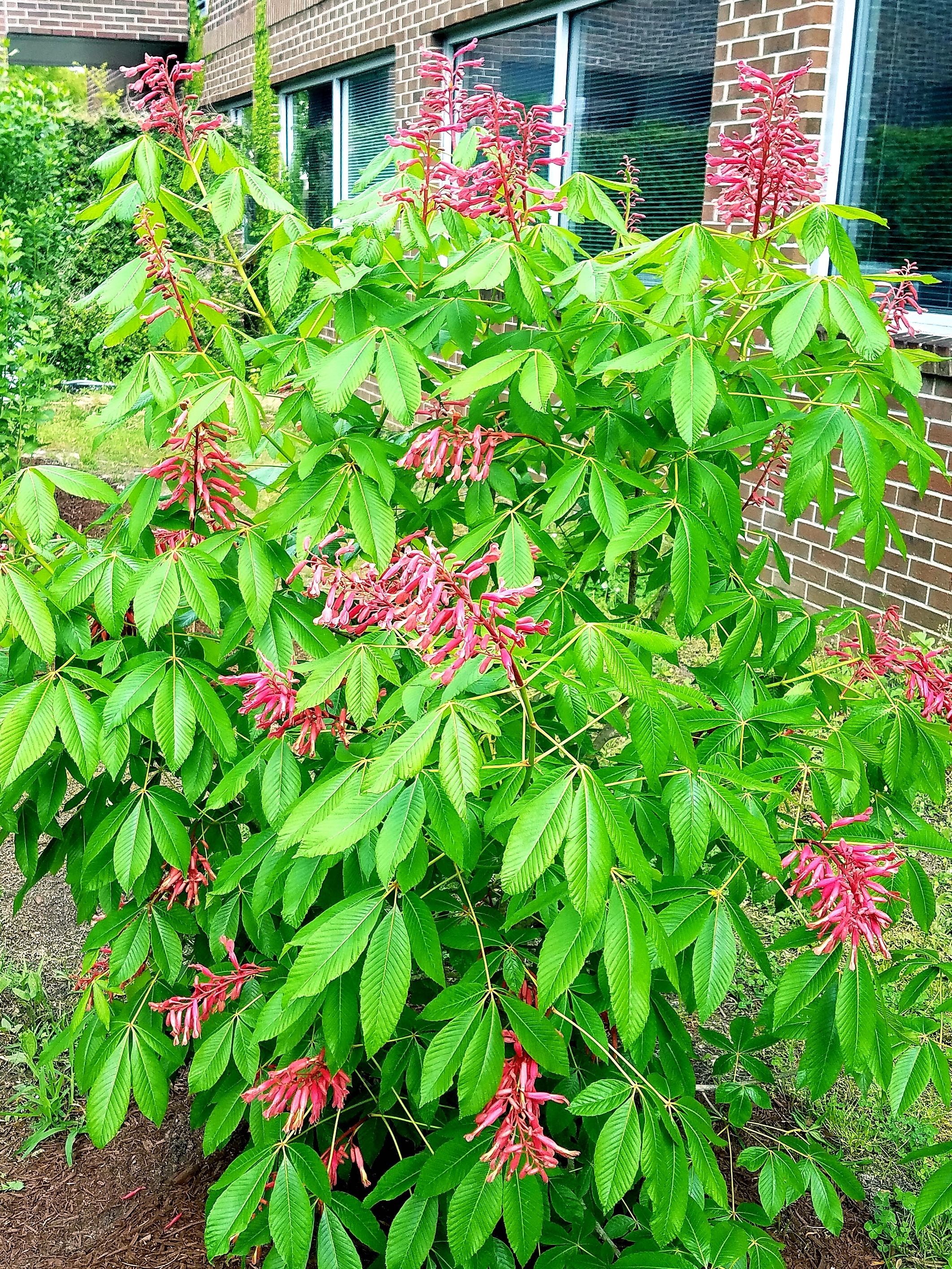 Learn to Grow: Red Buckeye | North Carolina Cooperative Extension