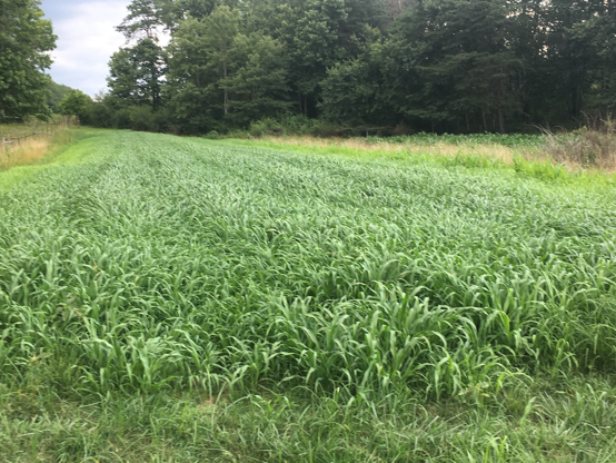 Grazing Summer Annual Grasses | N.C. Cooperative Extension