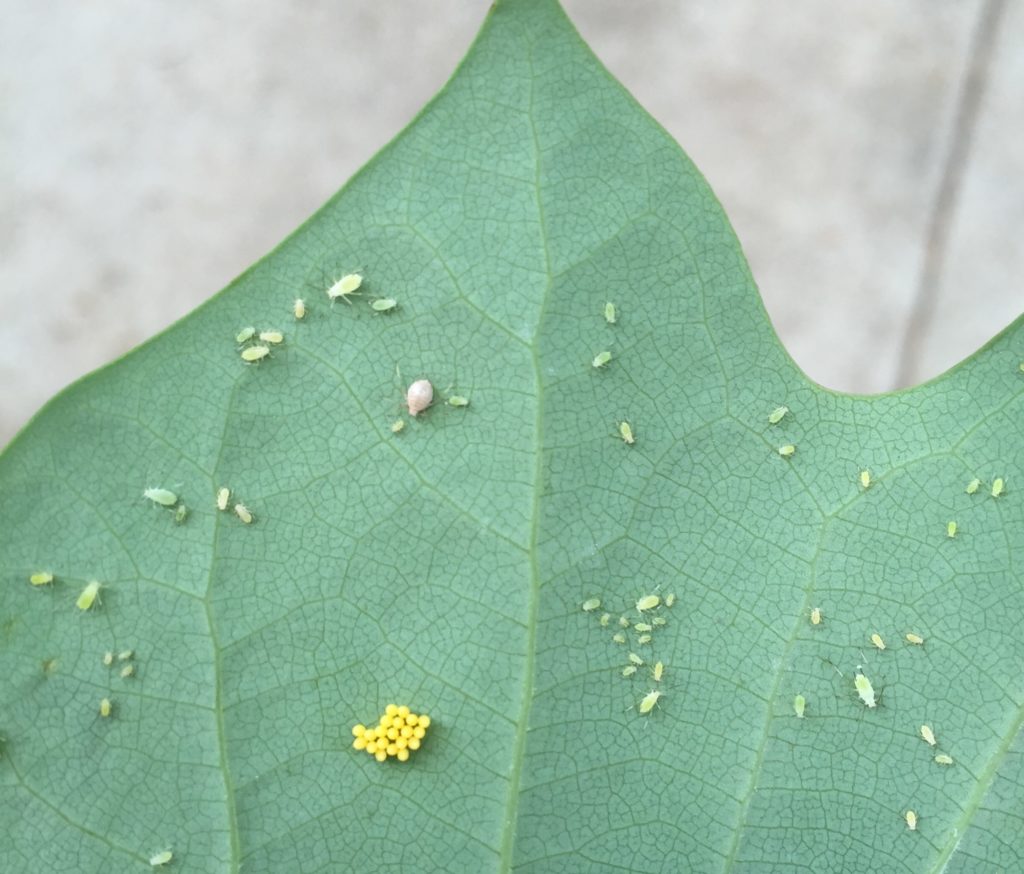 Tulip Tree Aphids and Scales Feeding and Dropping Honeydew | NC State ...