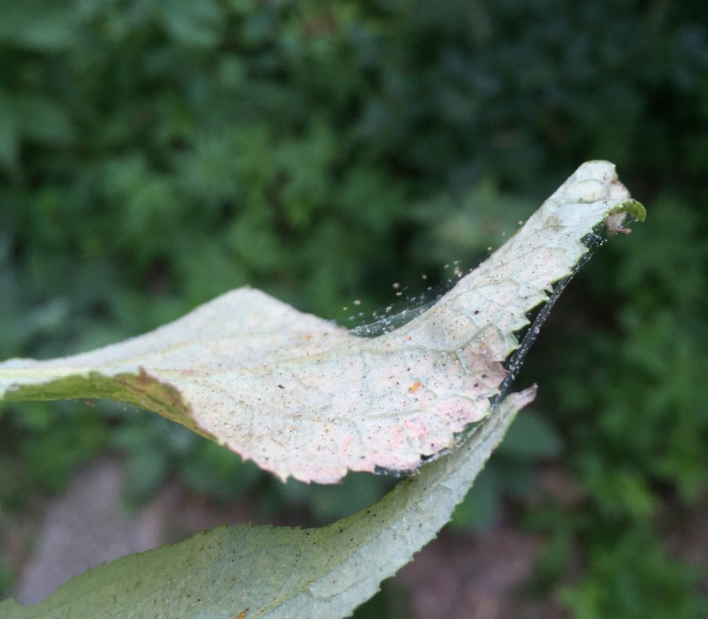 Scout for Twospotted Spider Mites | NC State Extension