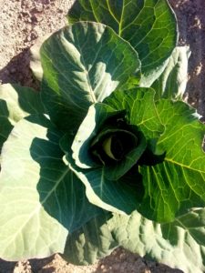 Cover photo for Cooking Up the Season - Chatting About Cabbage