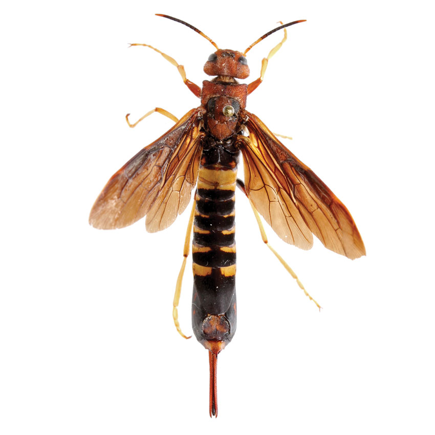 A Side By Side Comparison Of The Northern Giant Hornet And Other Insects Nc State Extension 0778