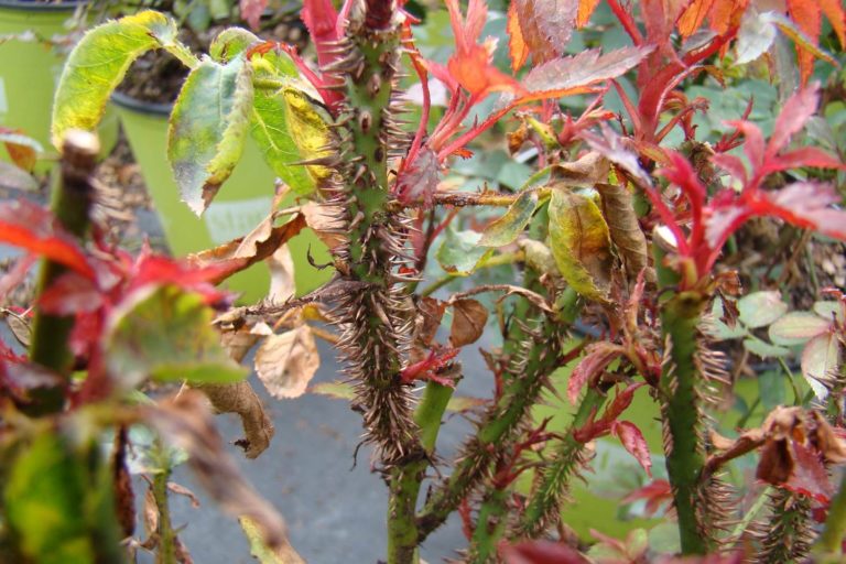 Rose Rosette Disease N.C. Cooperative Extension