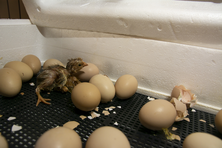 Introduction To Poultry Incubation | N.C. Cooperative Extension