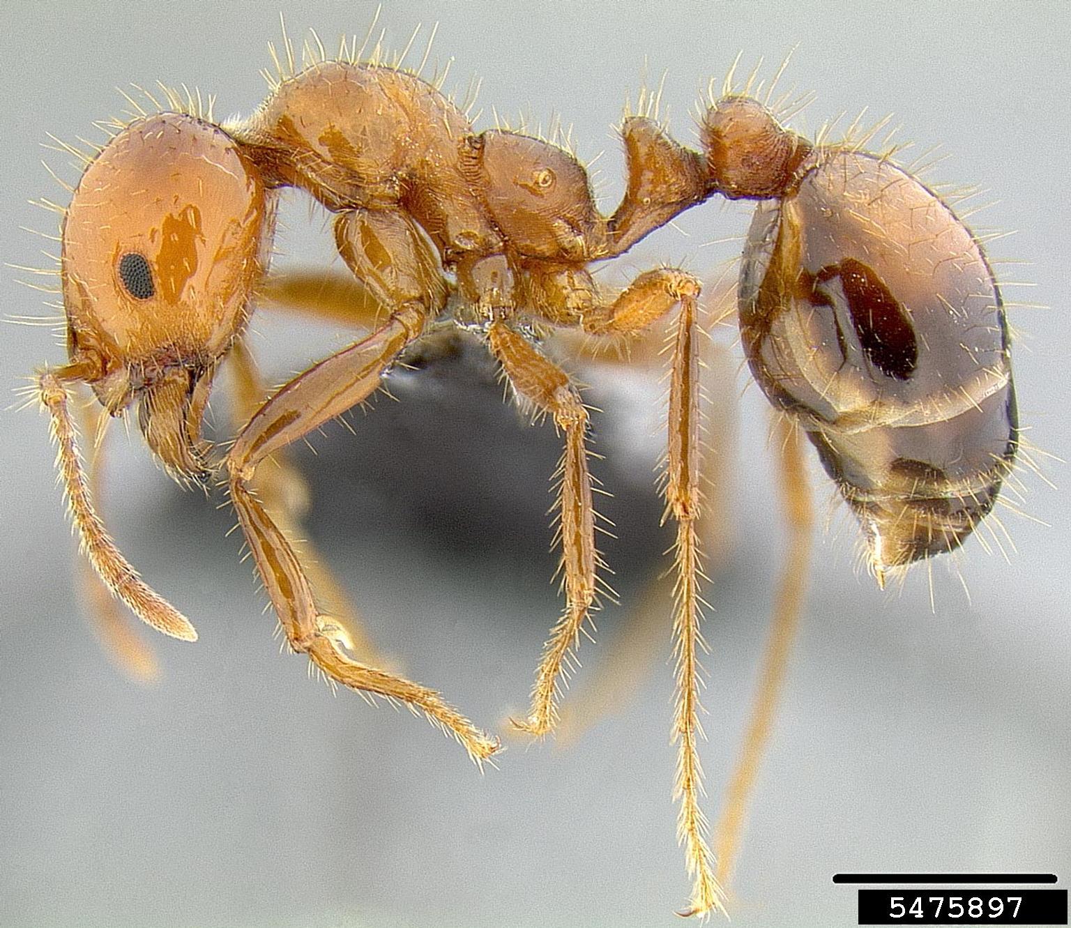 Огненные муравьи. Solenopsis Invicta. Solenopsis муравьи. Муравьи Solenopsis Invicta. Огненных муравьев Solenopsis Invicta.