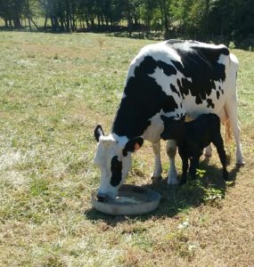 Cover photo for Safe Milk Handling and Husbandry of the Backyard Dairy Cow Webinar