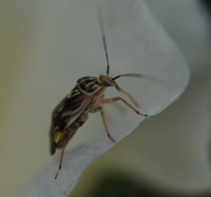 Cover photo for Plant Bug Management in Cotton