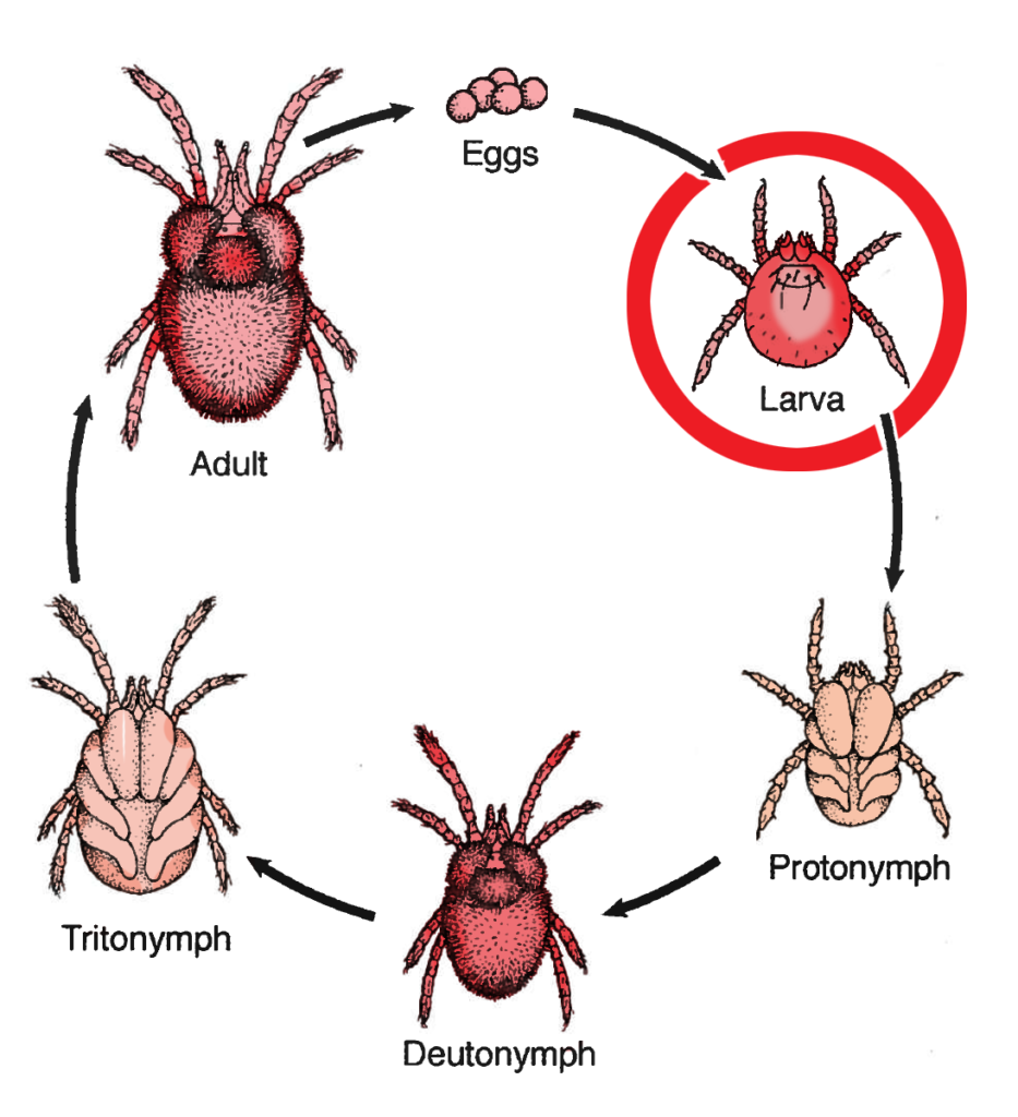 chiggers-invisible-but-unforgettable-n-c-cooperative-extension