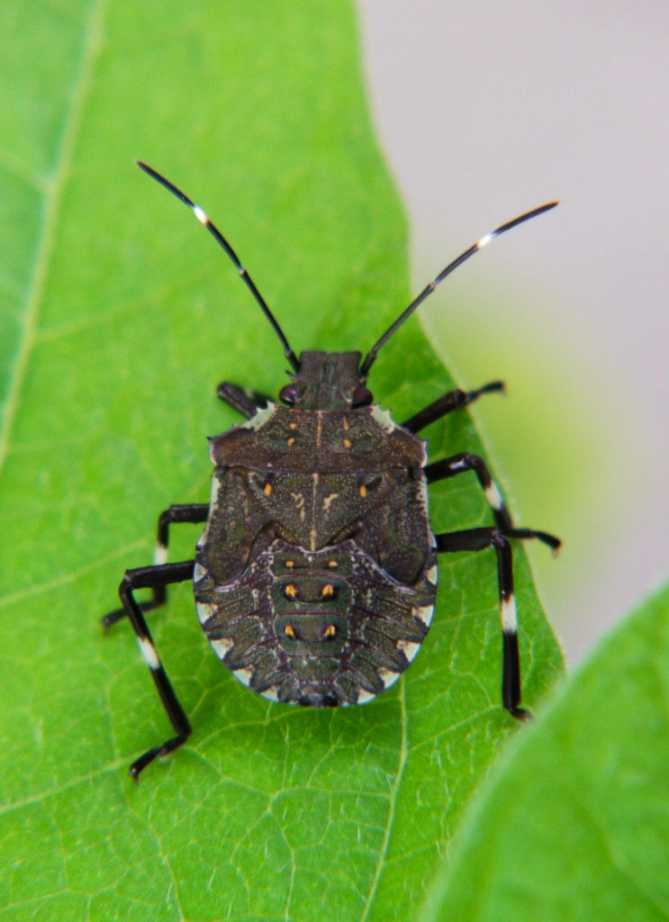 WNC Orchard Insect Pest Populations – July 14, 2020 | NC State Extension