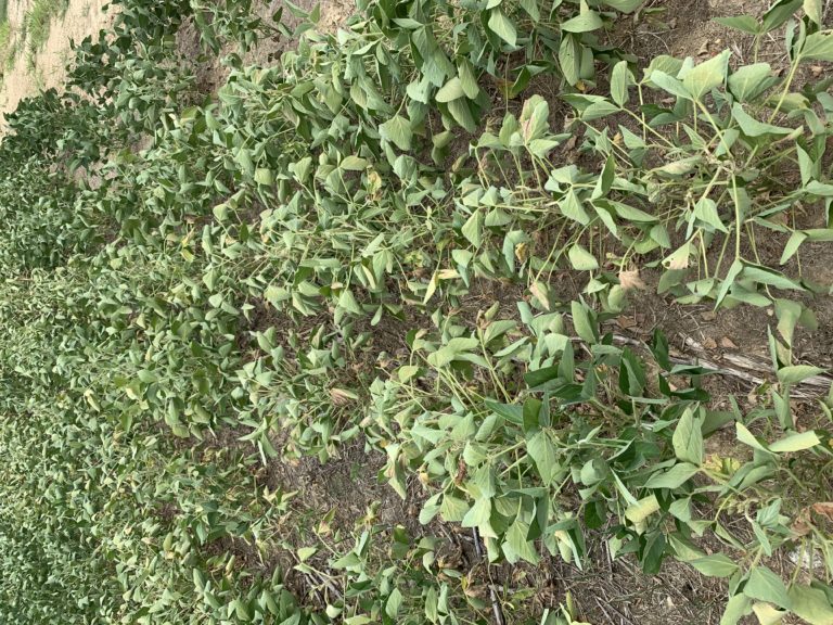 How Do High Temperatures Impact My Soybeans? | NC State Extension