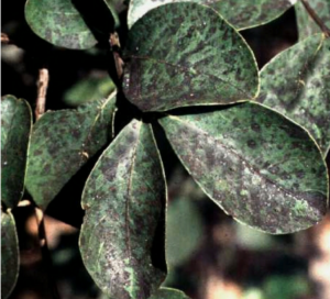 Bark Crepe Myrtle Disease Pictures - Crepe Myrtle Bark Peeling And Splitting – What To Do?