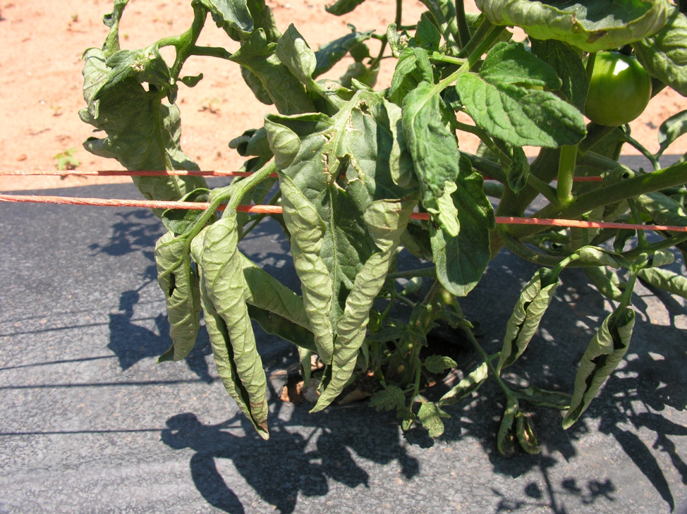 Tomato plant leaves curling inward Idea