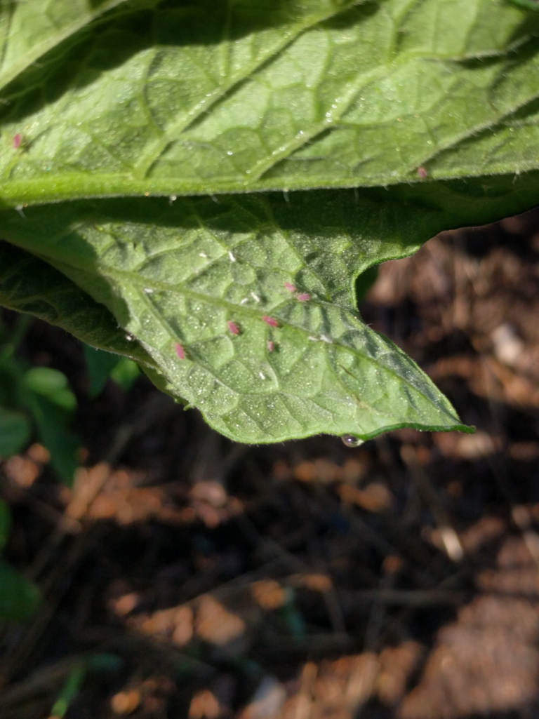 Curling Tomato Leaves? Here’s What to Know! North