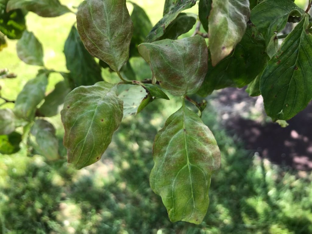 Pest Alert: Powdery Mildew on Dogwoods and Crape Myrtles | N.C ...