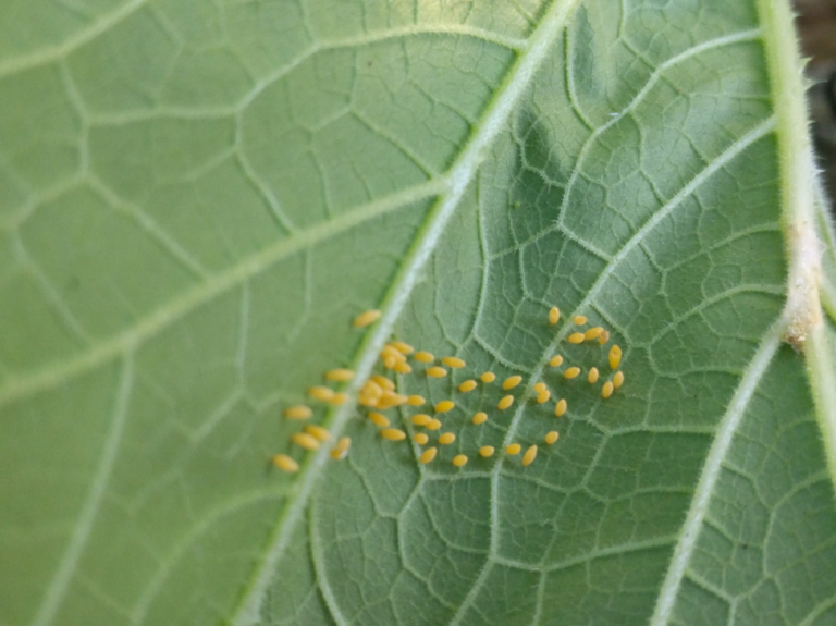 Dealing With Squash Bugs? | N.C. Cooperative Extension