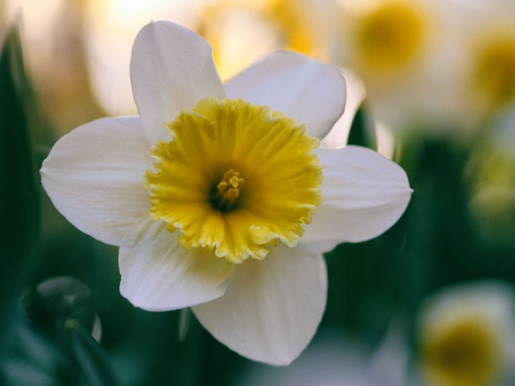 the-daffodil-flower-a-beautifully-fragrant-spring-flower-for-your