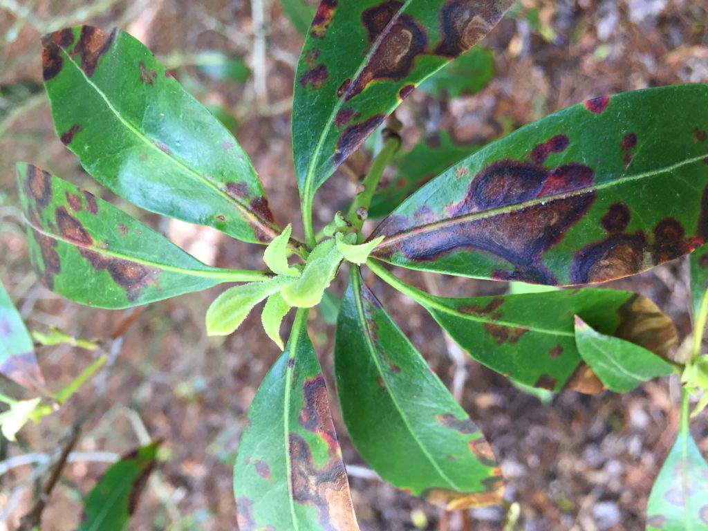 Pest Alert Leaf Spot Diseases On Trees And Shrubs Nc Cooperative