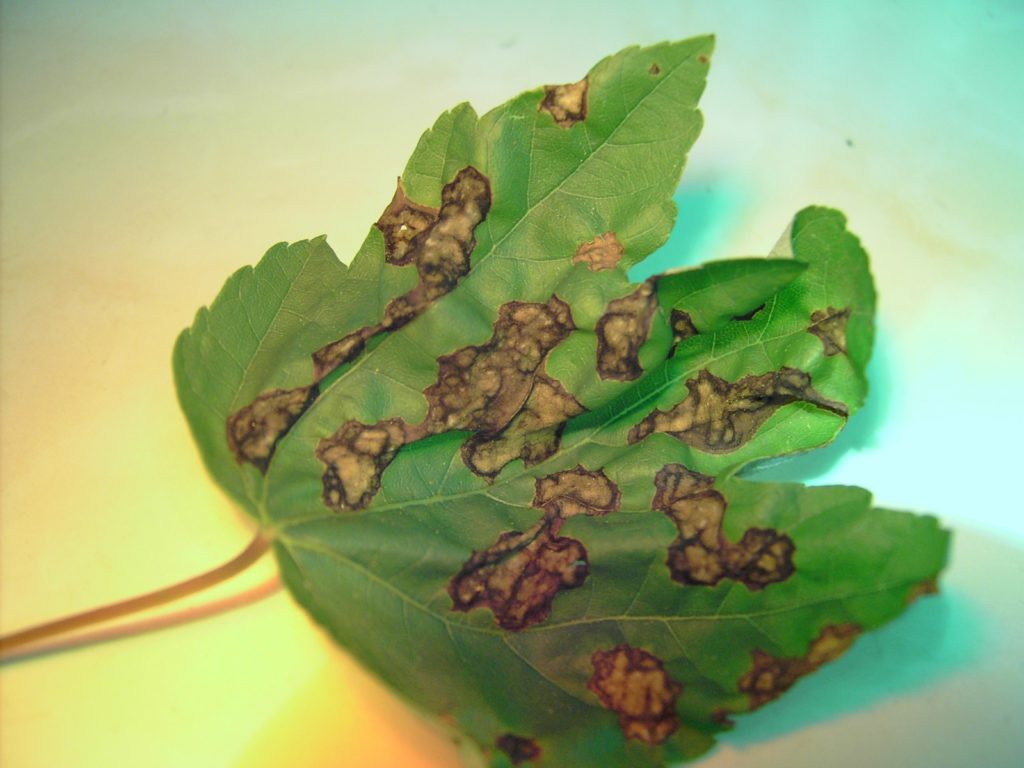 Pest Alert – Leaf Spot Diseases on Trees and Shrubs | N.C. Cooperative ...