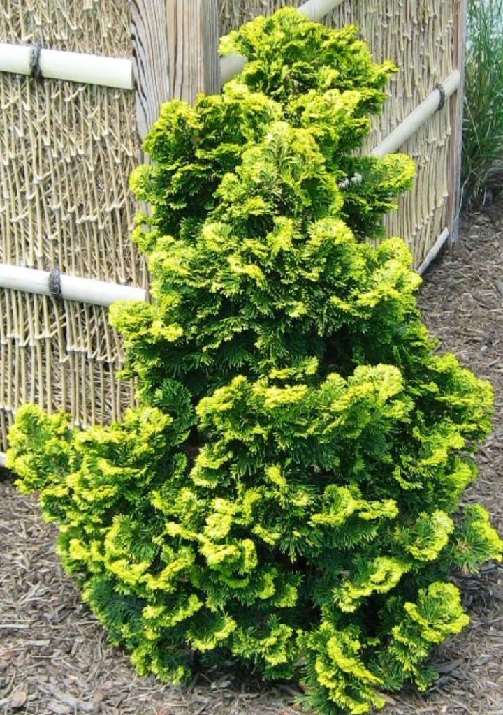 Donnas Plant Of The Month Hinoki Cypress N C Cooperative Extension