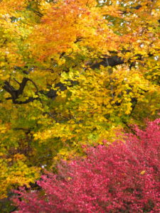 Cover photo for Why Do Leaves Change Colors?