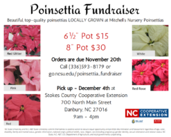 poinsettia