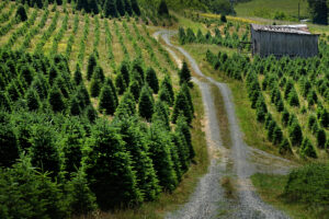 Picture of Christmas Tree Farm