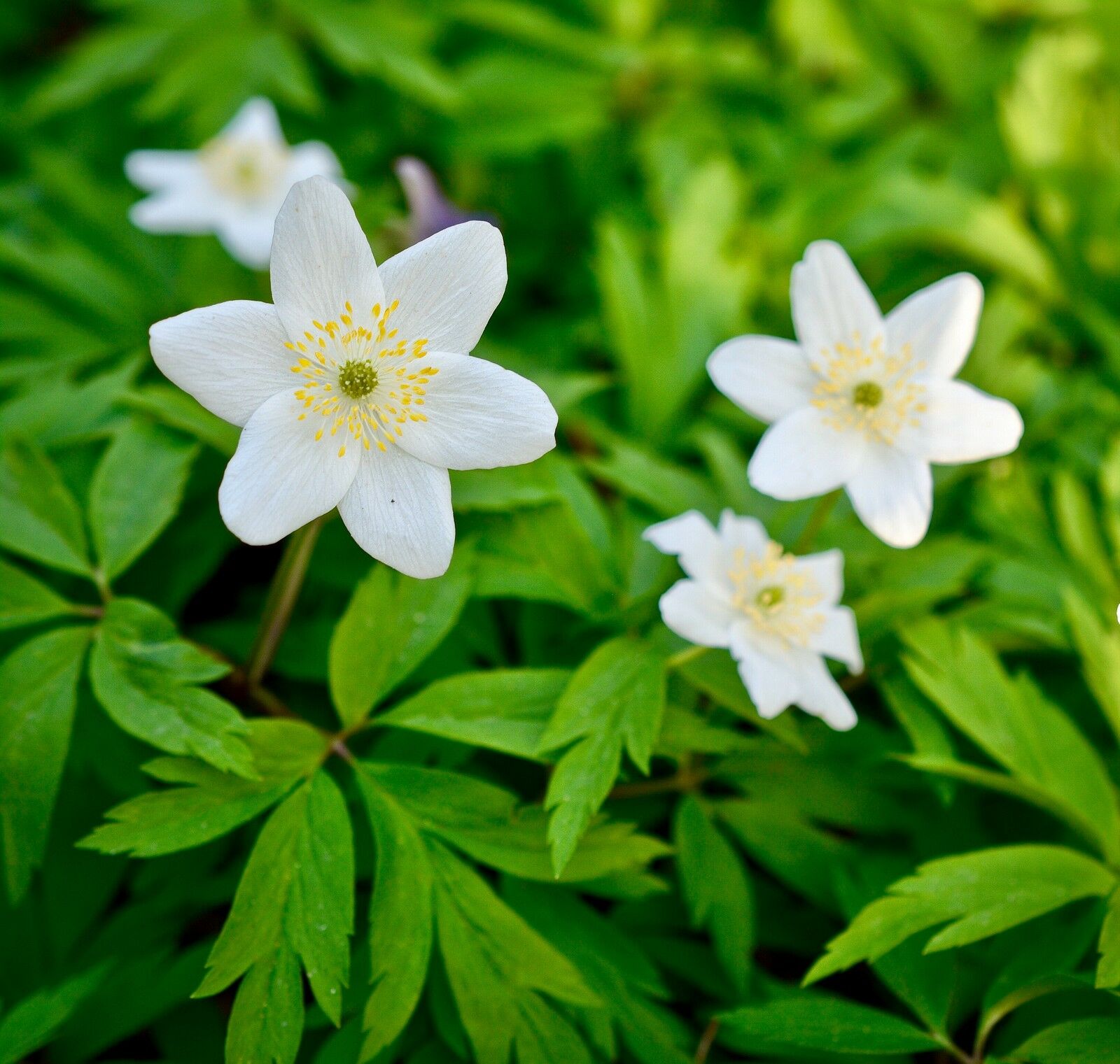 Native Plant Wood Anemone N C Cooperative Extension   Wood Anemone 