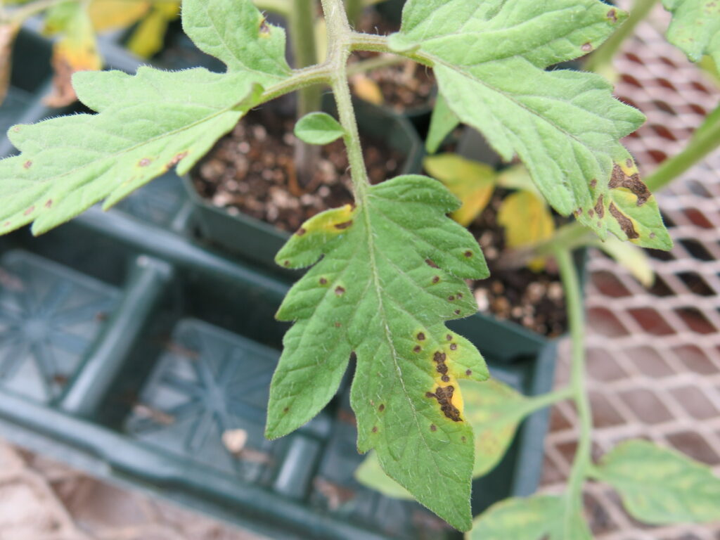 Manage Bacterial Spot on Your Tomato Transplants | NC State Extension