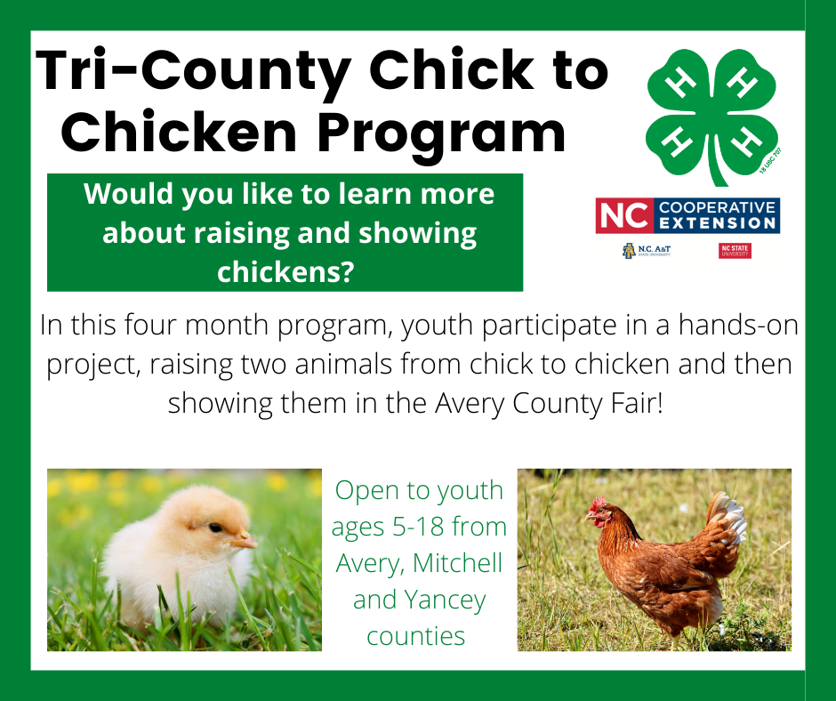 4-H Tri-County Chick To Chicken Program | N.C. Cooperative Extension