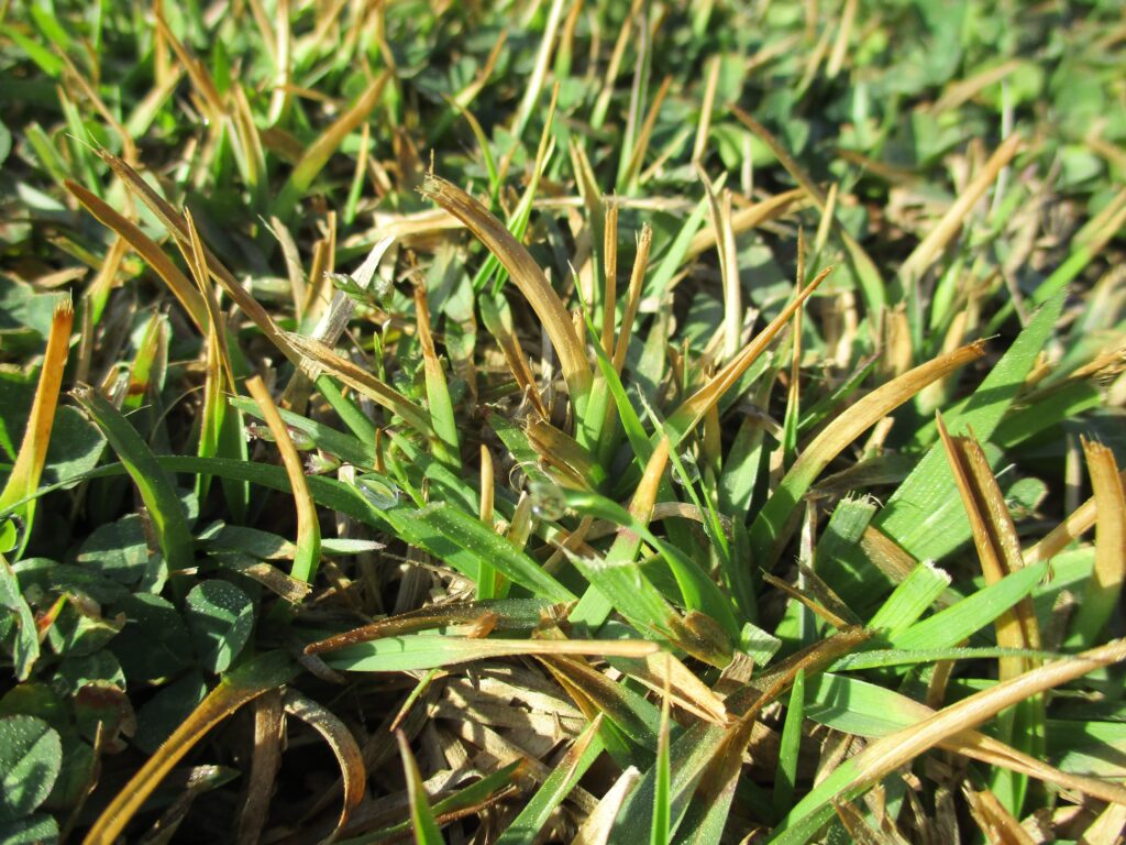 Centipedegrass Lawns Damaged by April Freeze | N.C. Cooperative Extension