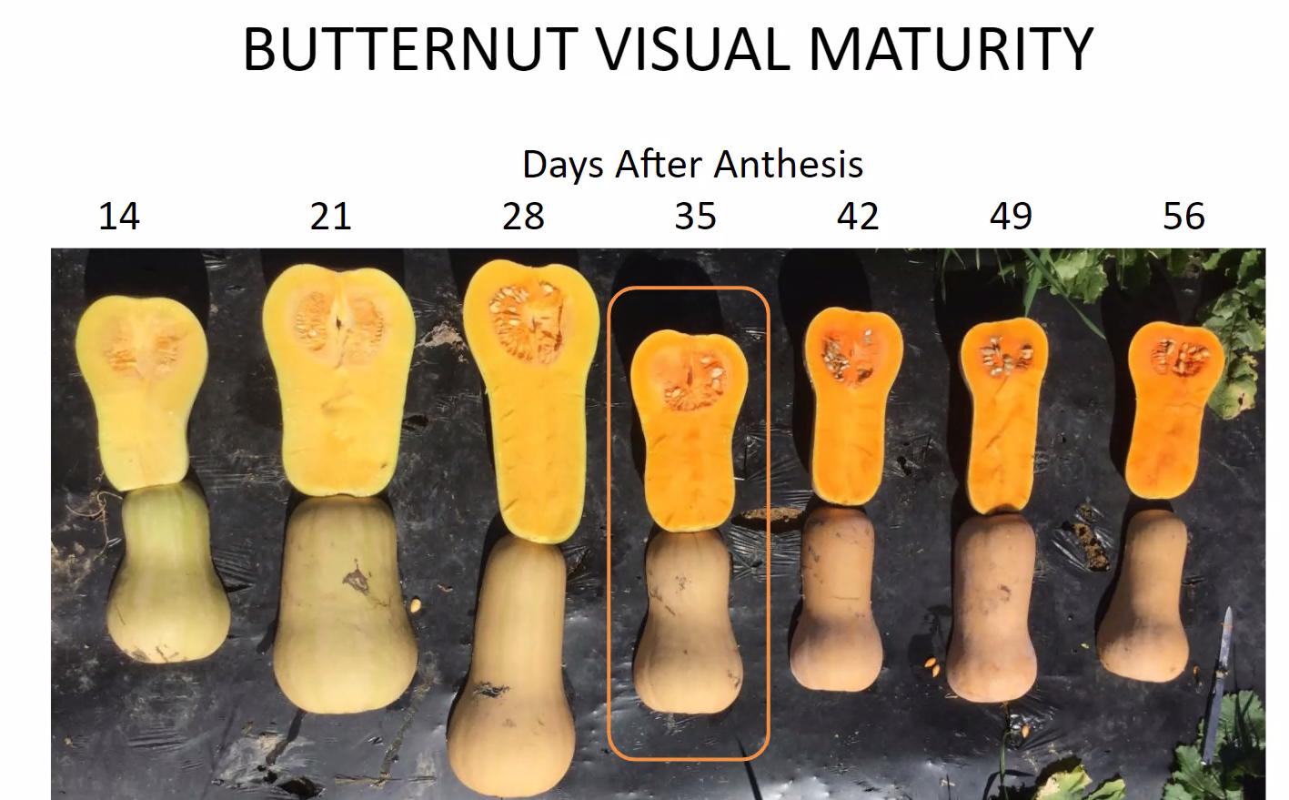 butternut squash nutrition