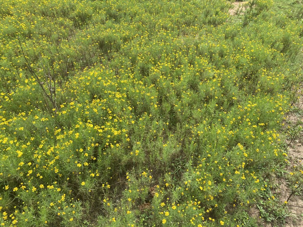 Weed ID Wednesday – Bitter Sneezeweed | N.C. Cooperative Extension